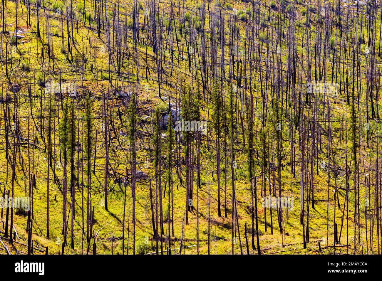Dead trees; regeneration of trees & plants that burned in forest fire; central Washington state; USA Stock Photo