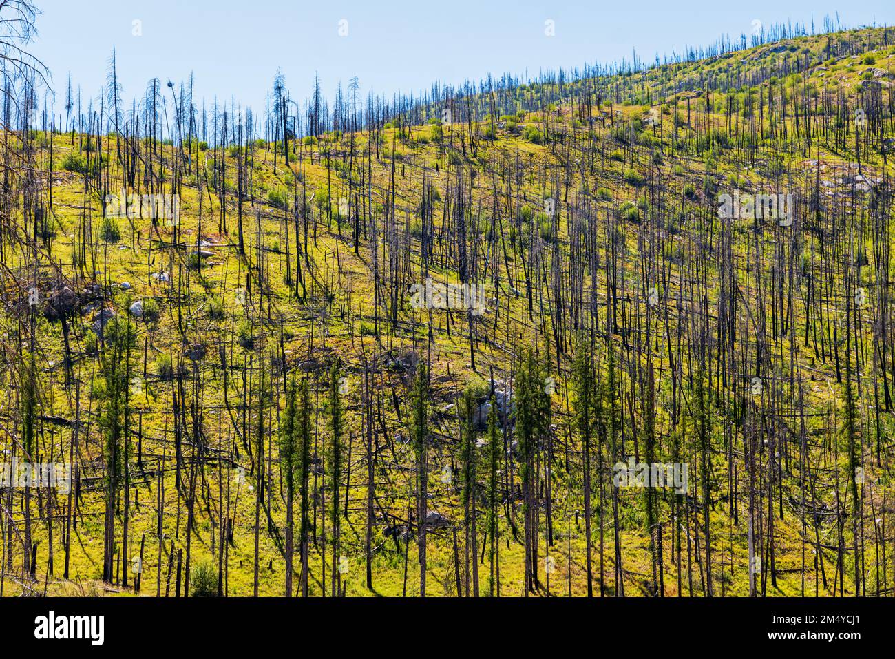 Dead trees; regeneration of trees & plants that burned in forest fire; central Washington state; USA Stock Photo