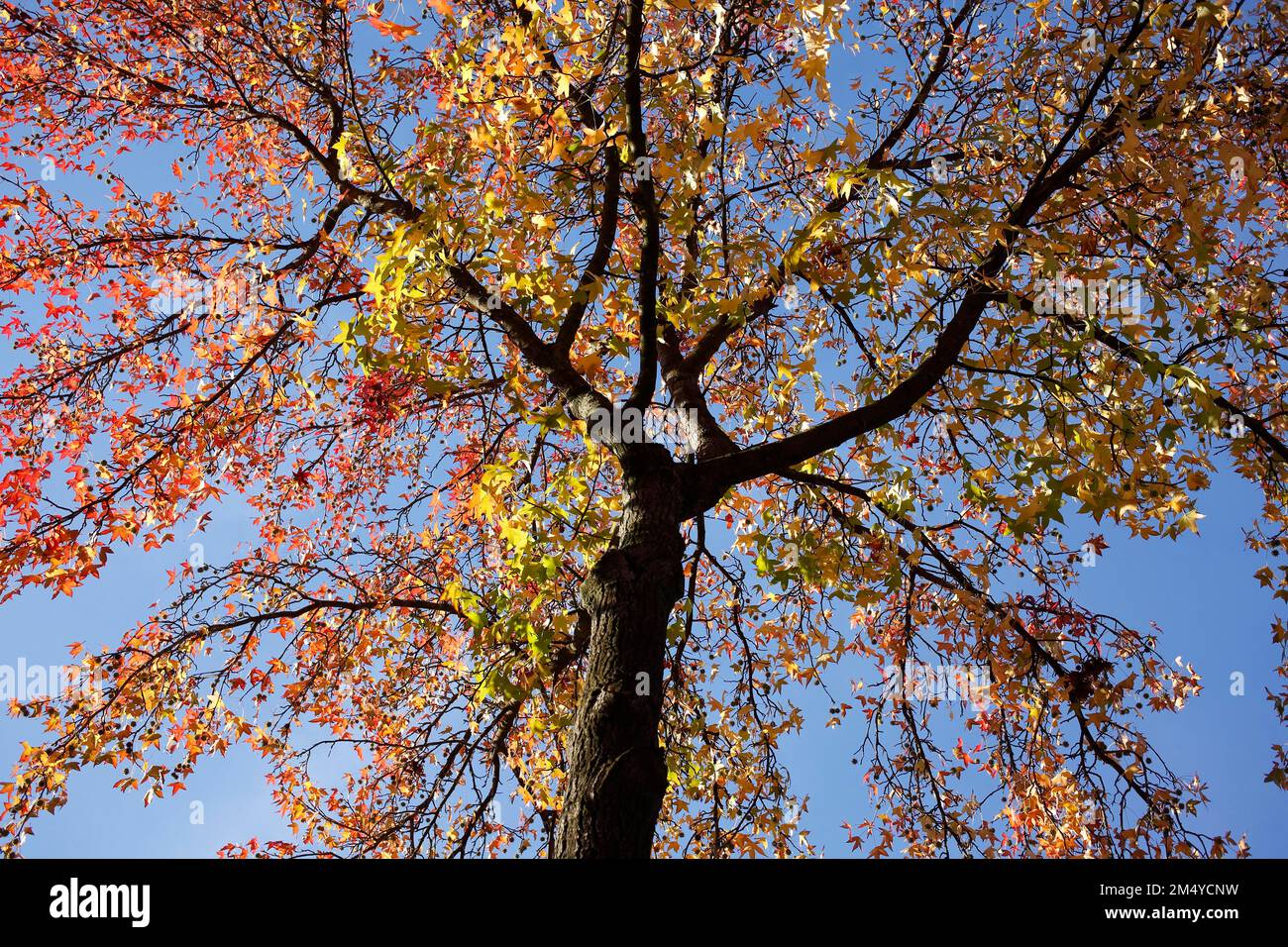 Maple (Acer), colourful autumn leaves on a maple with tree crown from ...