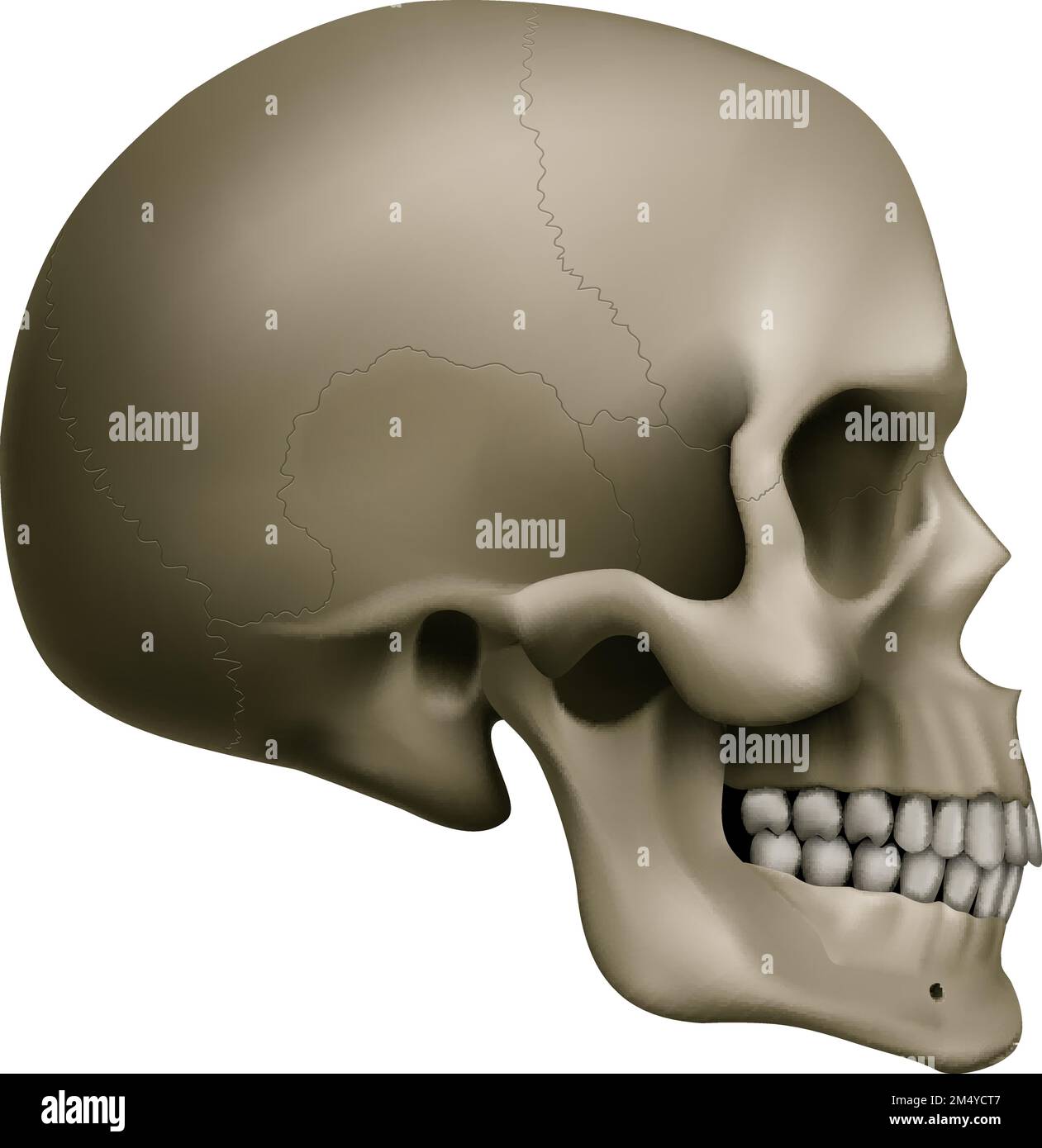 The Human Skull. Illustration for Medicine, Science or for a Game ...