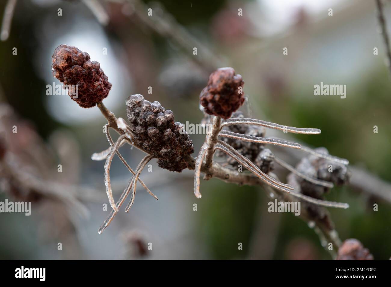 Seattle, Washington, USA. 23rd December, 2022. The seed pods of a Jane Magnolia in West Seattle are encased as an ice storm envelops western Washington. Credit: Paul Christian Gordon/Alamy Live News Stock Photo