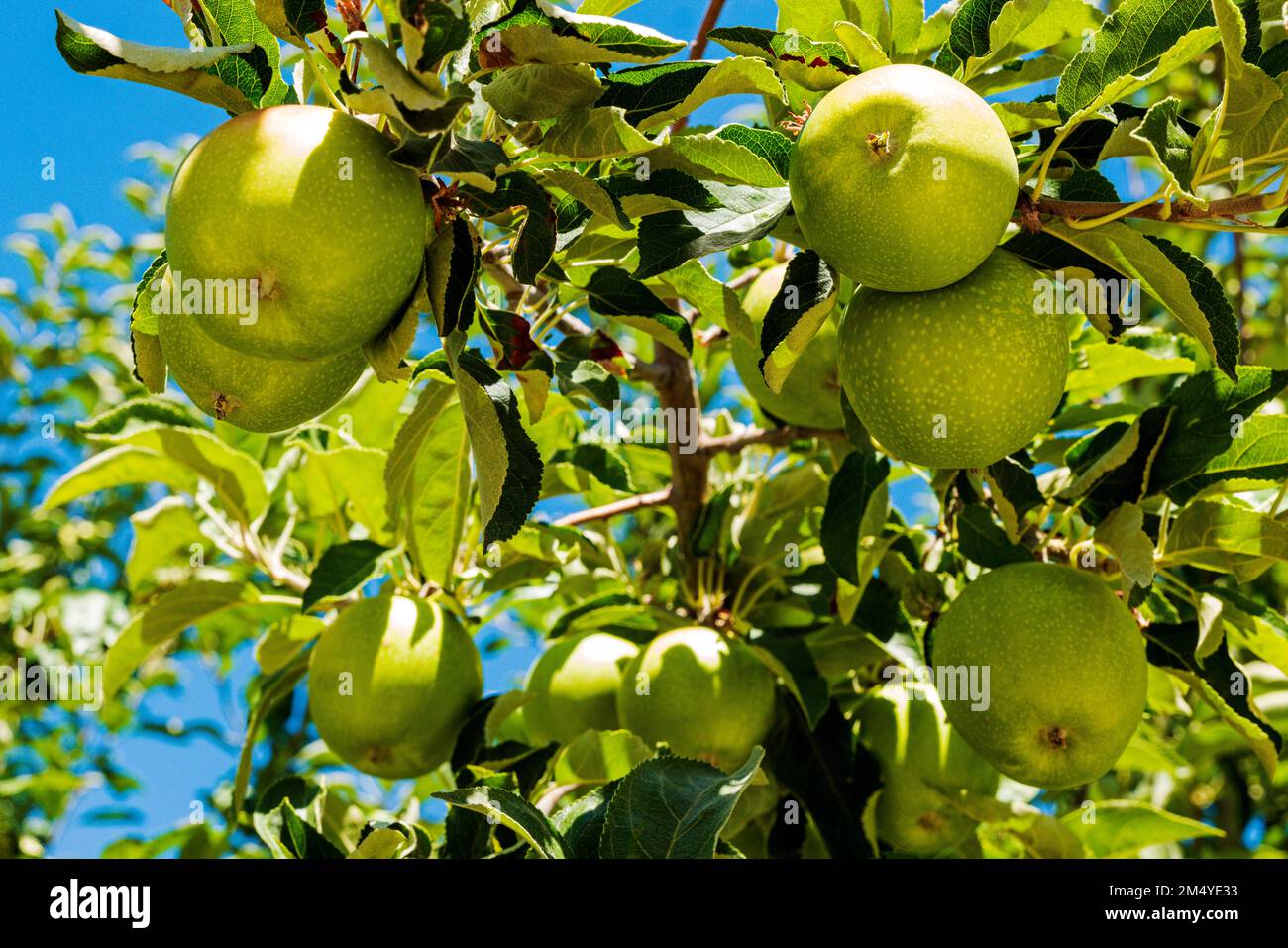 Apples ripening on the tree; Palouse Region; Washington; USA Stock Photo