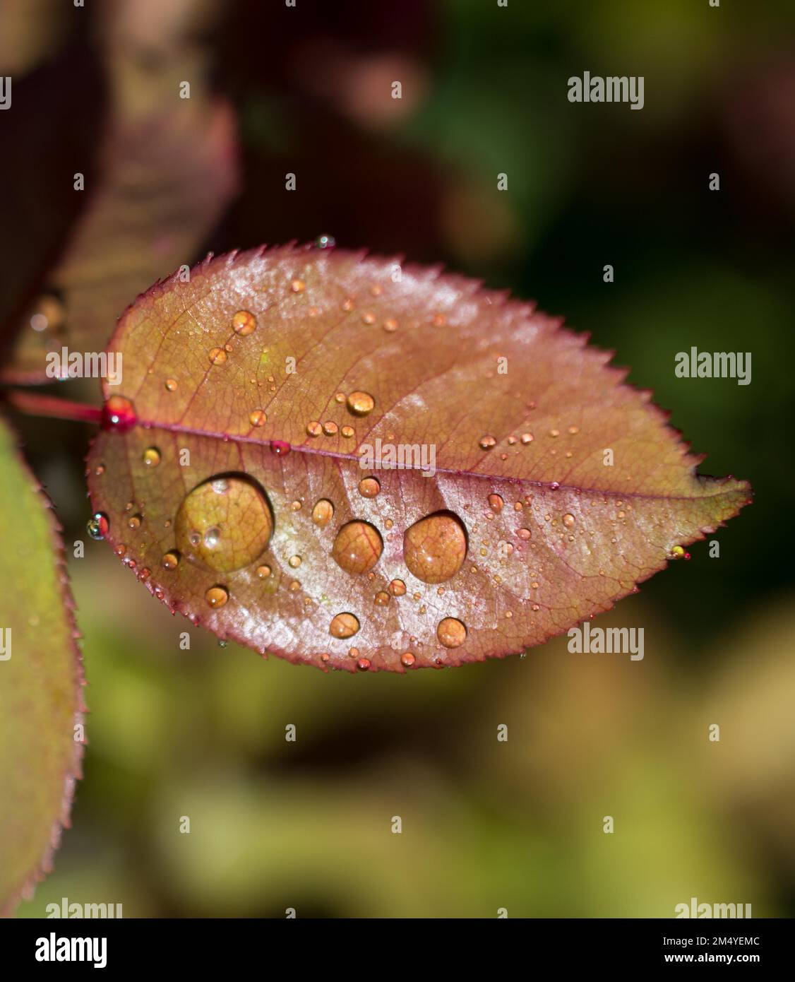 One separate green leaf with water drops on it Stock Photo