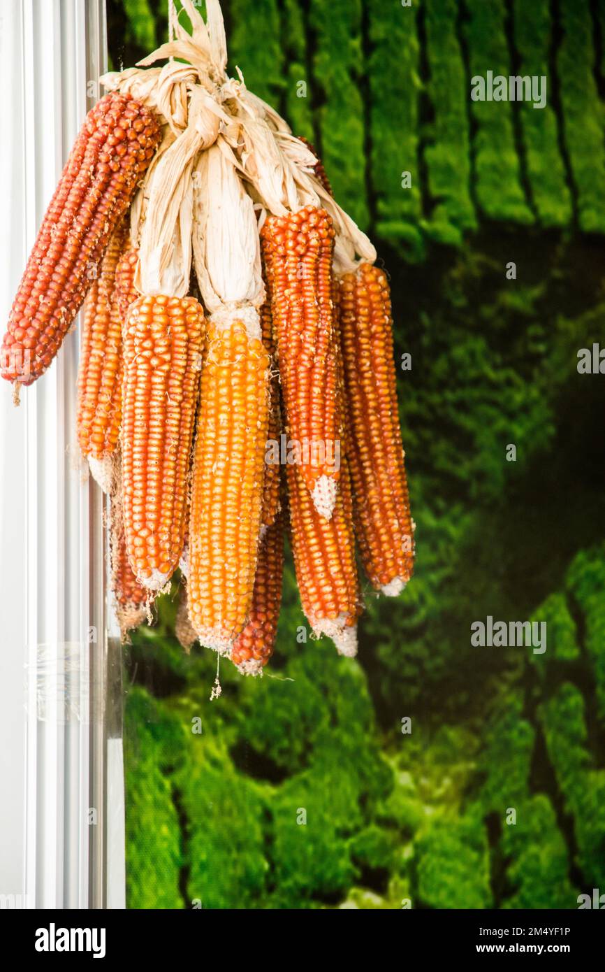 Dry corn on the cob kernels are peeled Stock Photo Alamy
