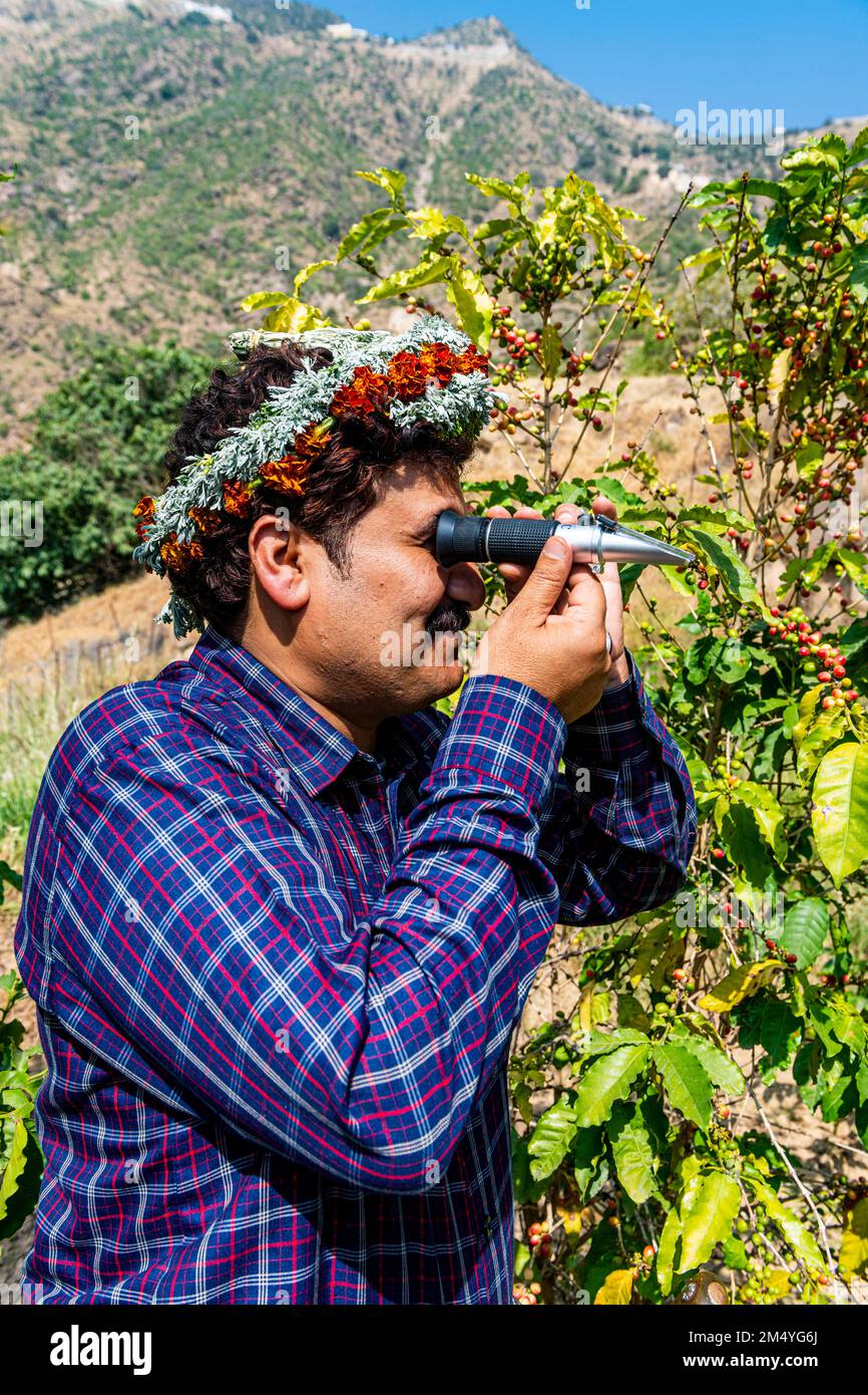 Traditional dressed man of the Qahtani Flower men tribe in the coffee plants, examining the coffee beans, Asir mountains, Kingdom of Saudi Arabia Stock Photo