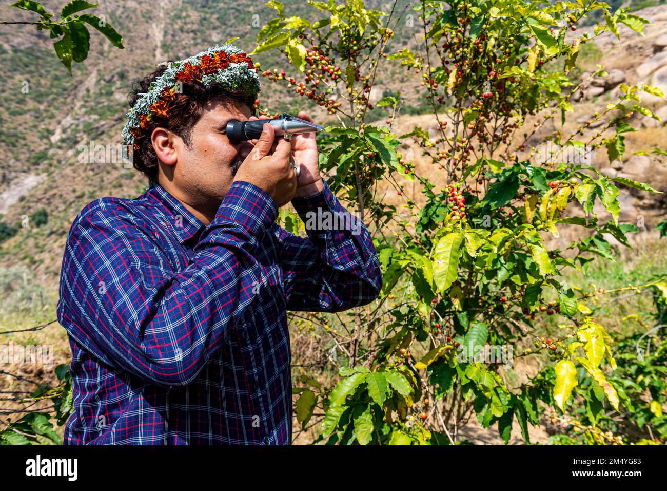 Traditional dressed man of the Qahtani Flower men tribe in the coffee plants, examining the coffee beans, Asir mountains, Kingdom of Saudi Arabia Stock Photo