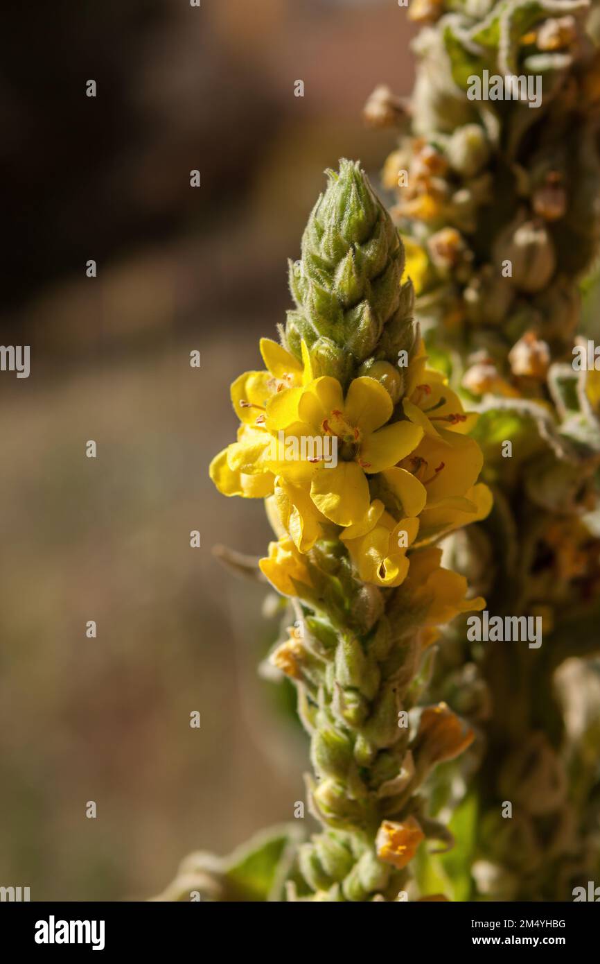 Closeup of flower spike of a Wooly mullein plant Stock Photo