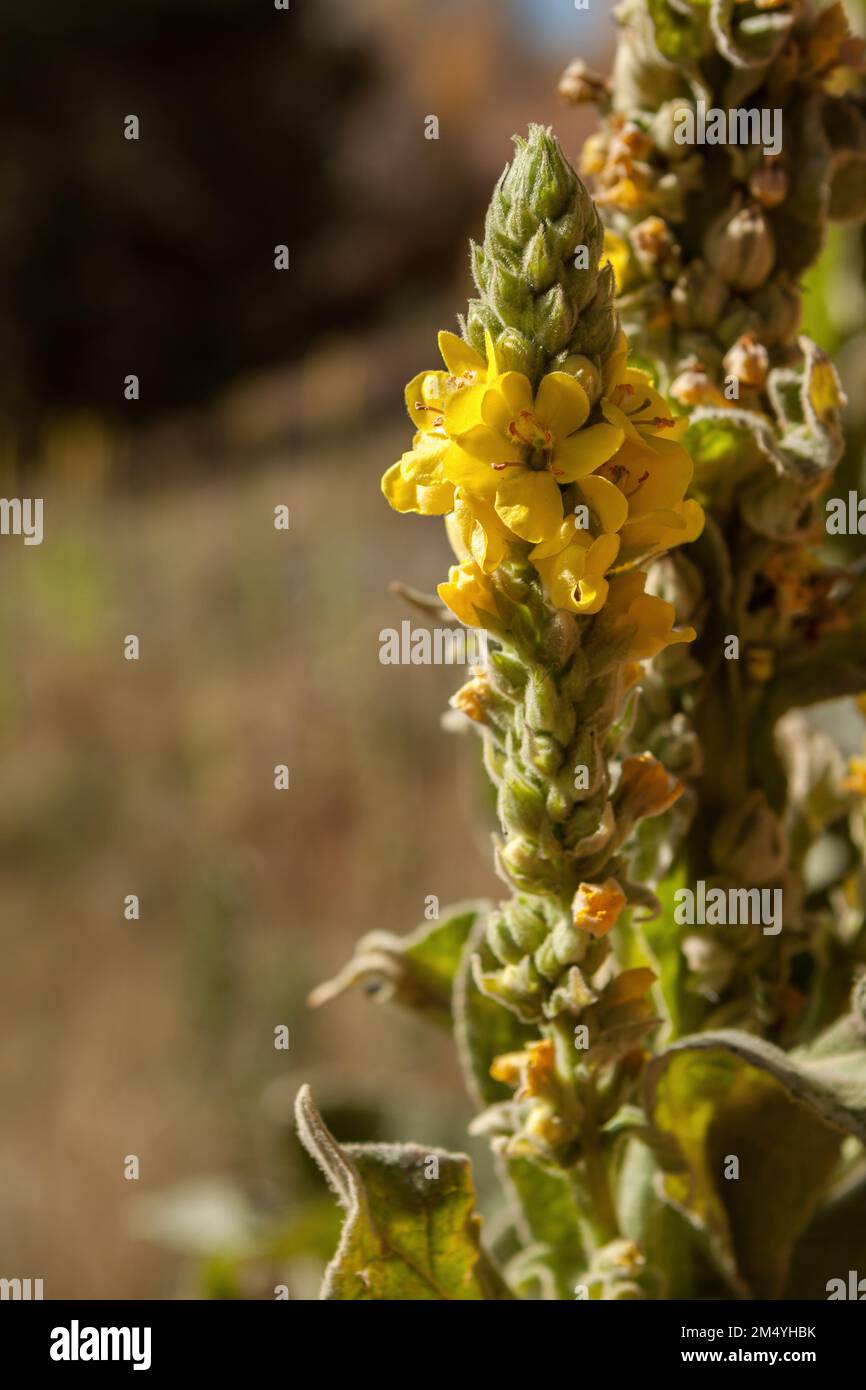 Closeup of flower spike of a Wooly mullein plant Stock Photo