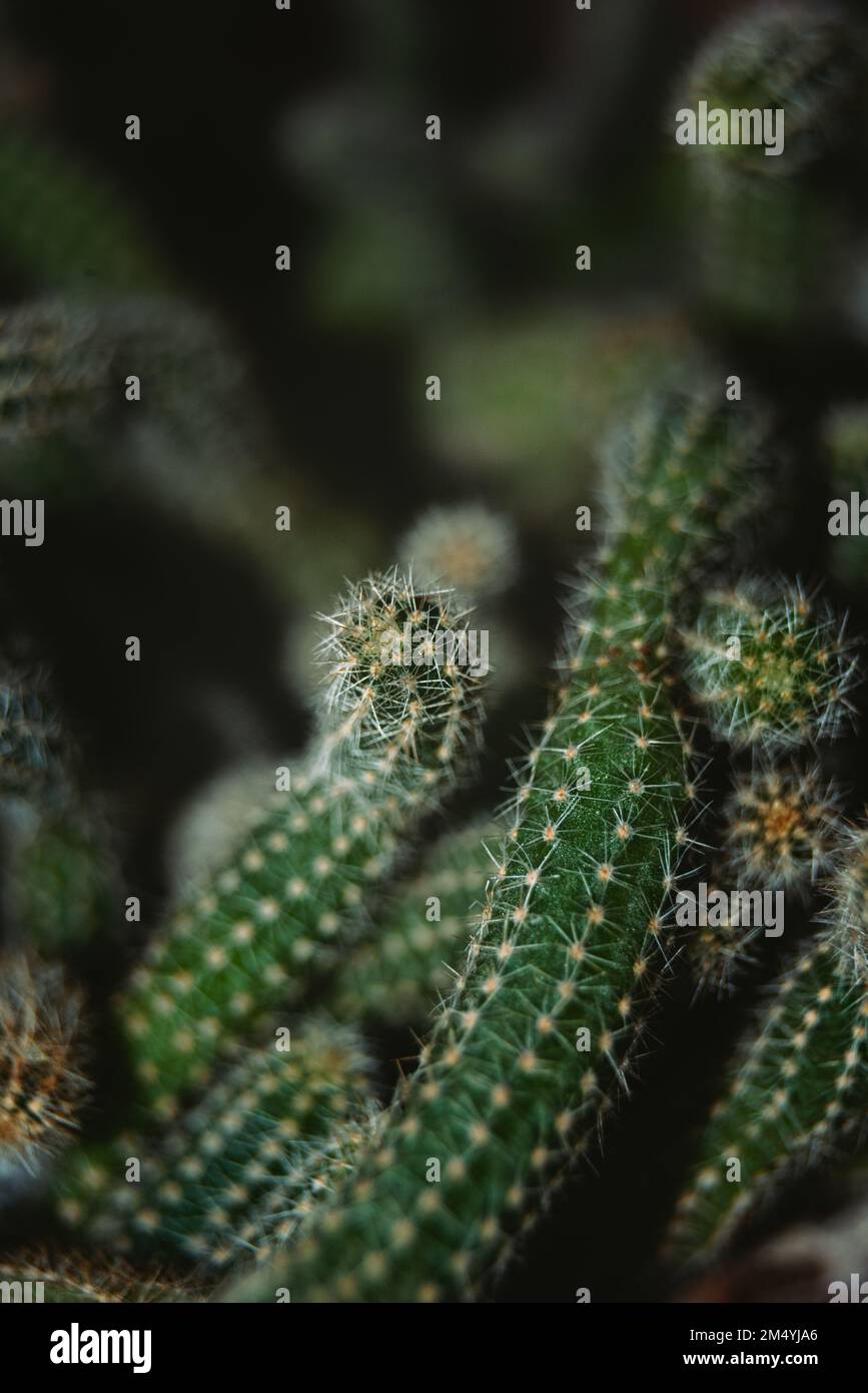 A closeup view of long stems of the Cactus, Echinopsis chamaecereus Stock Photo