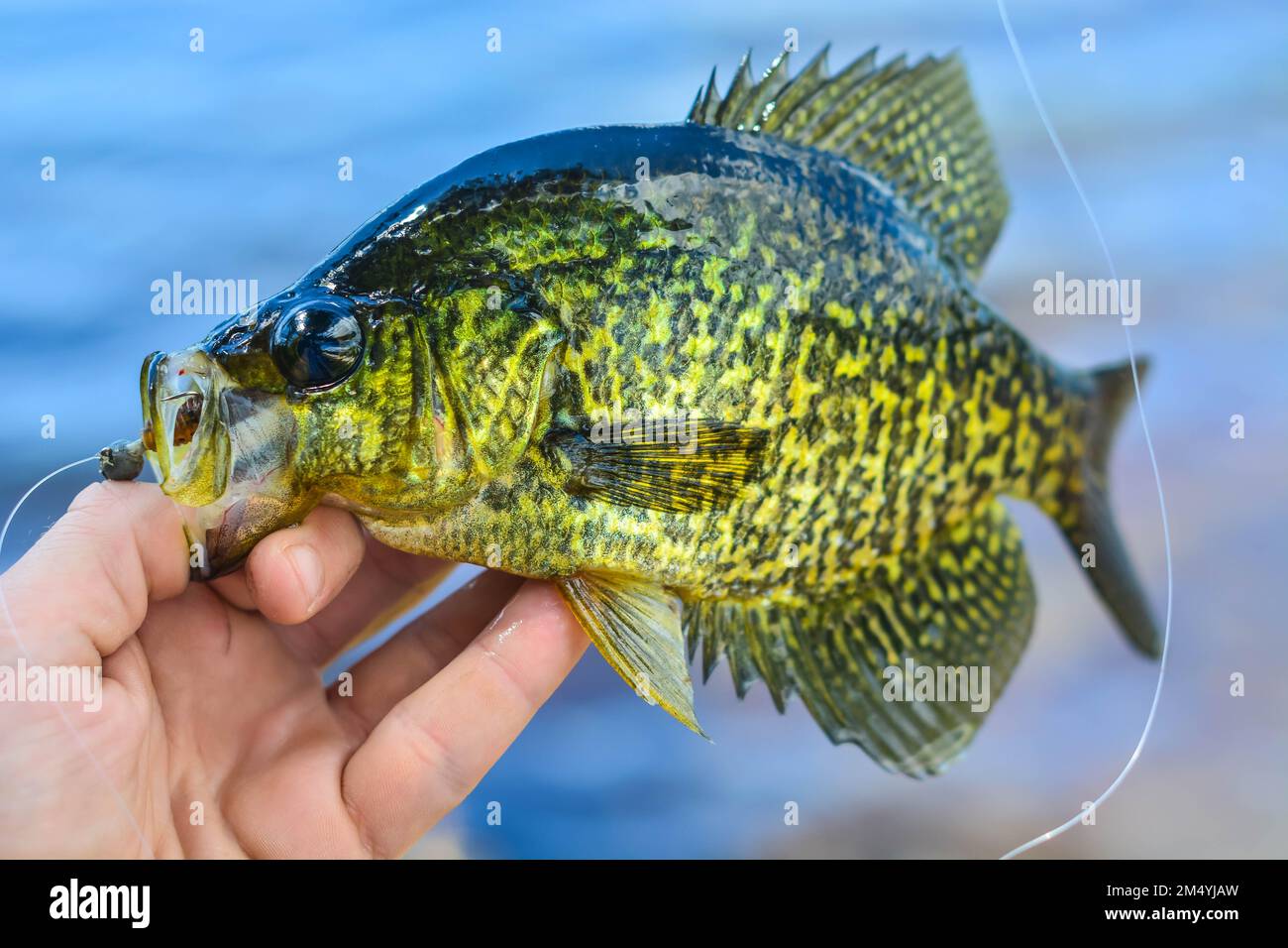 Summer catch, active lifestyle freshwater fish hand in hand, great day on the lake Stock Photo