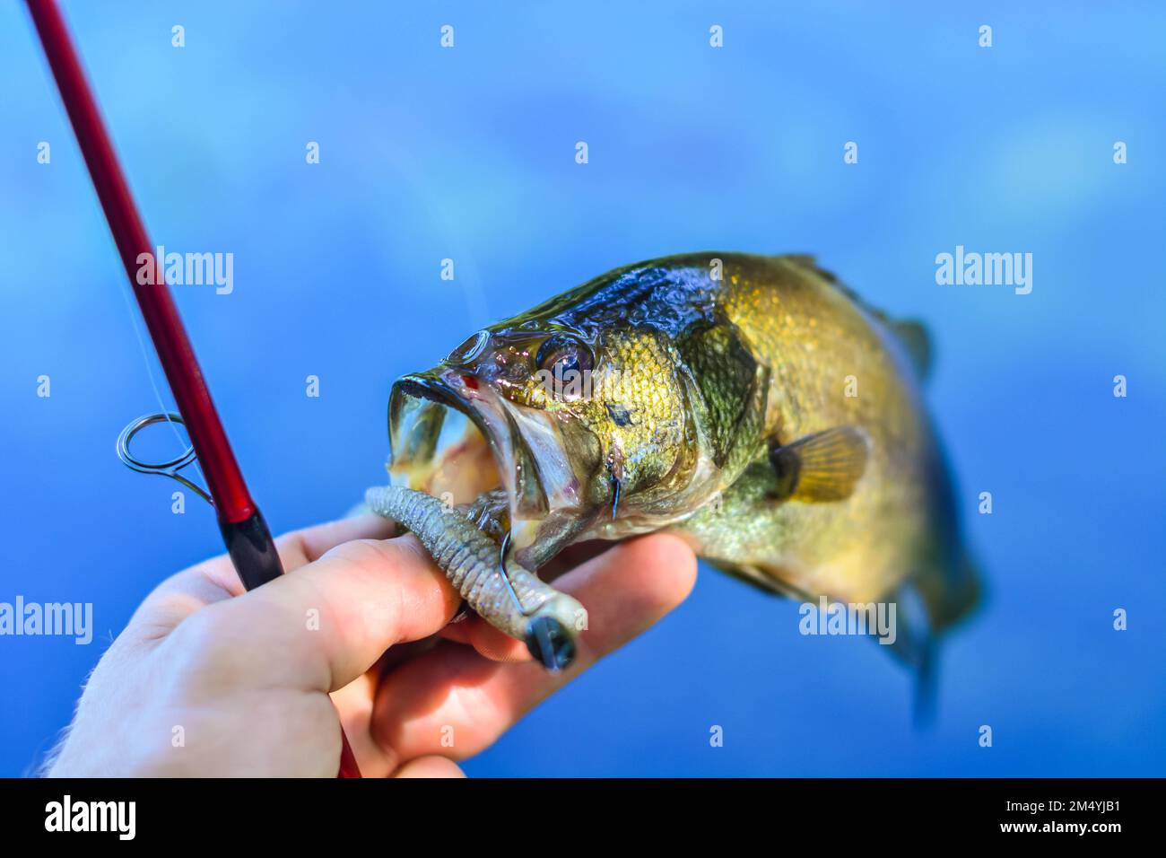 summer catch largemouth bass held in hand Stock Photo