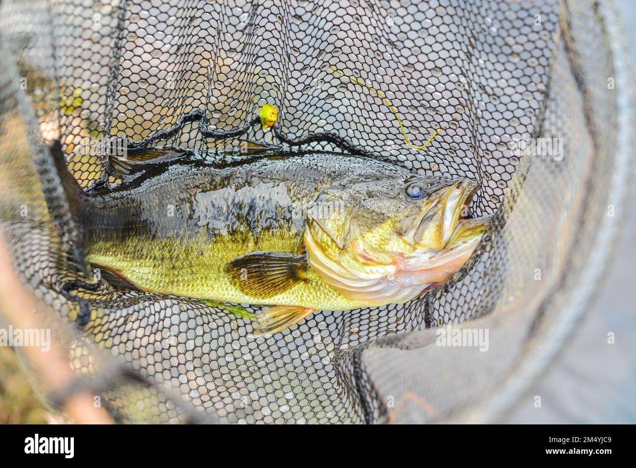 Bass in net hi-res stock photography and images - Alamy