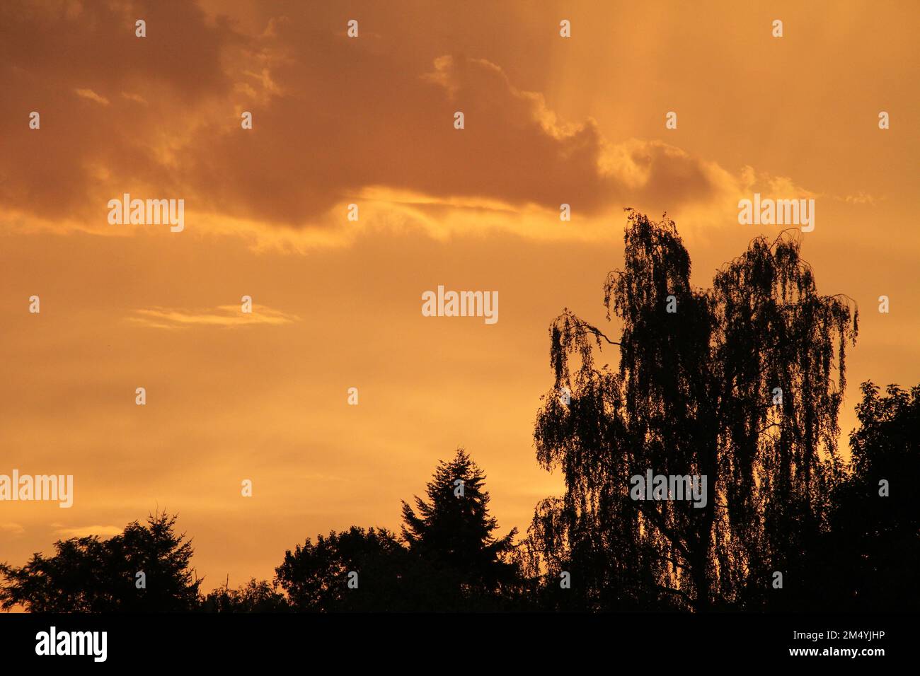 The silhouettes of forest trees under a golden sunset sky Stock Photo ...