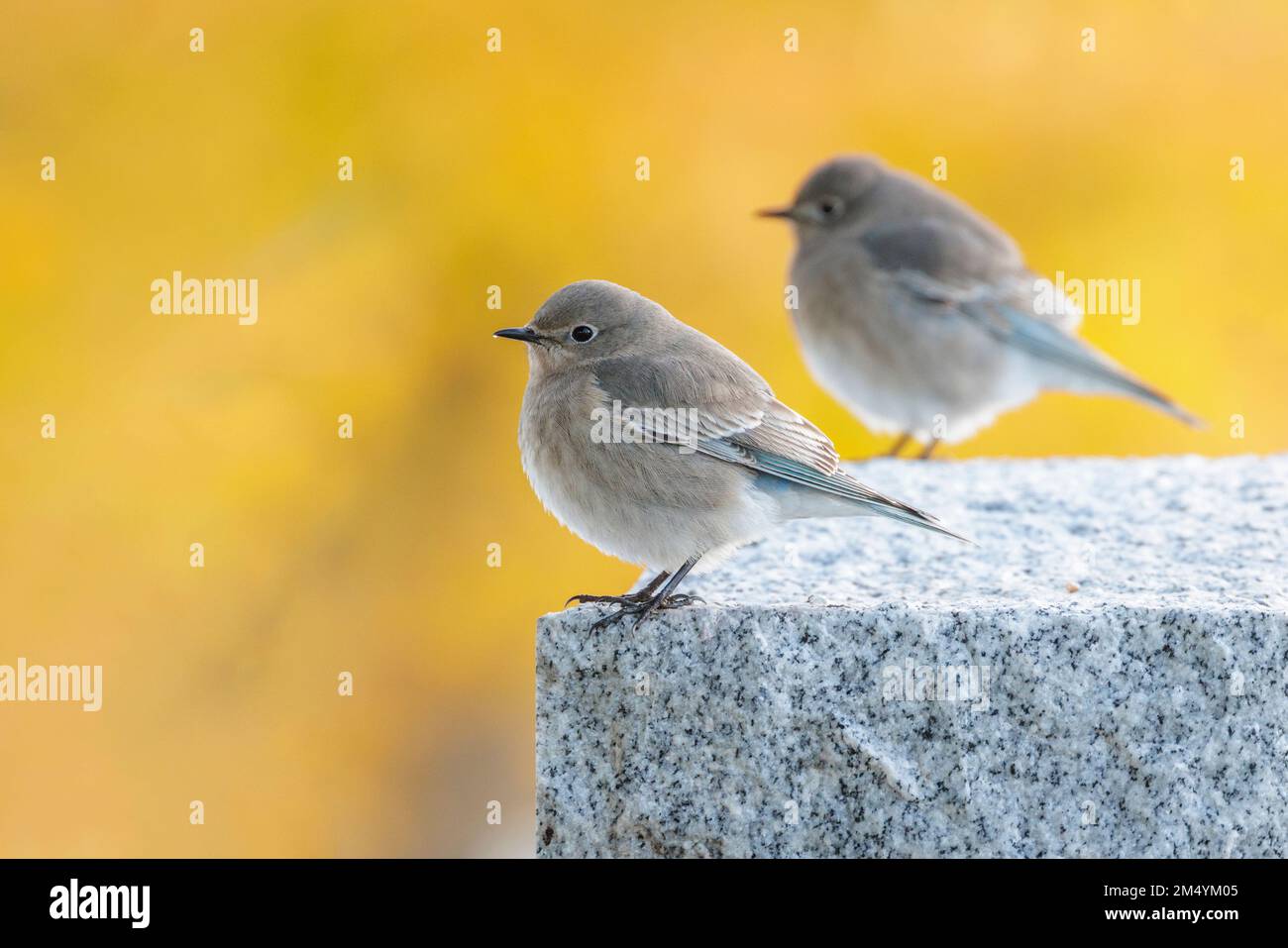 Female Mountain Bluebird at Vancouver BC Canada Stock Photo - Alamy