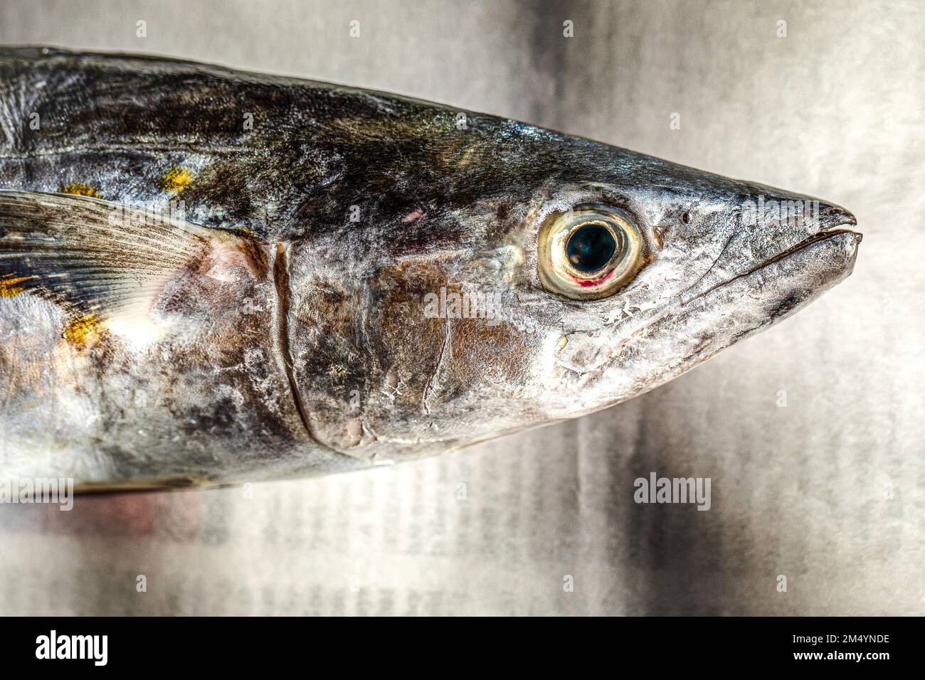 King mackerel wahoo hi-res stock photography and images - Alamy