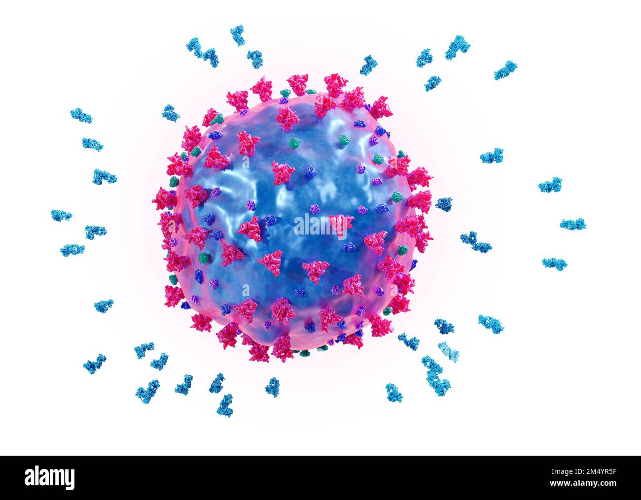 Antibodies attacking a coronavirus particle, illustration Stock Photo ...