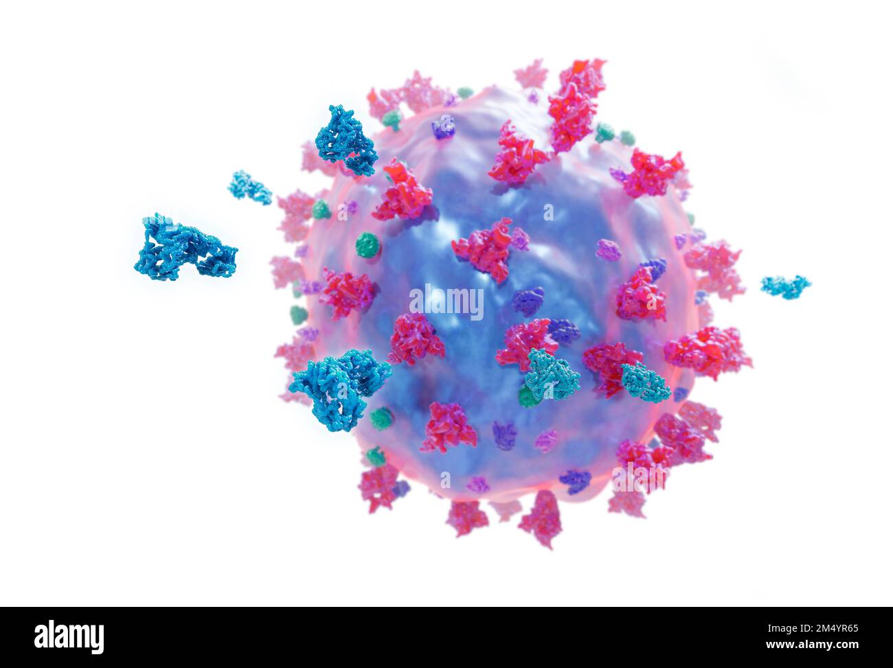 Antibodies attacking a coronavirus particle, illustration Stock Photo ...
