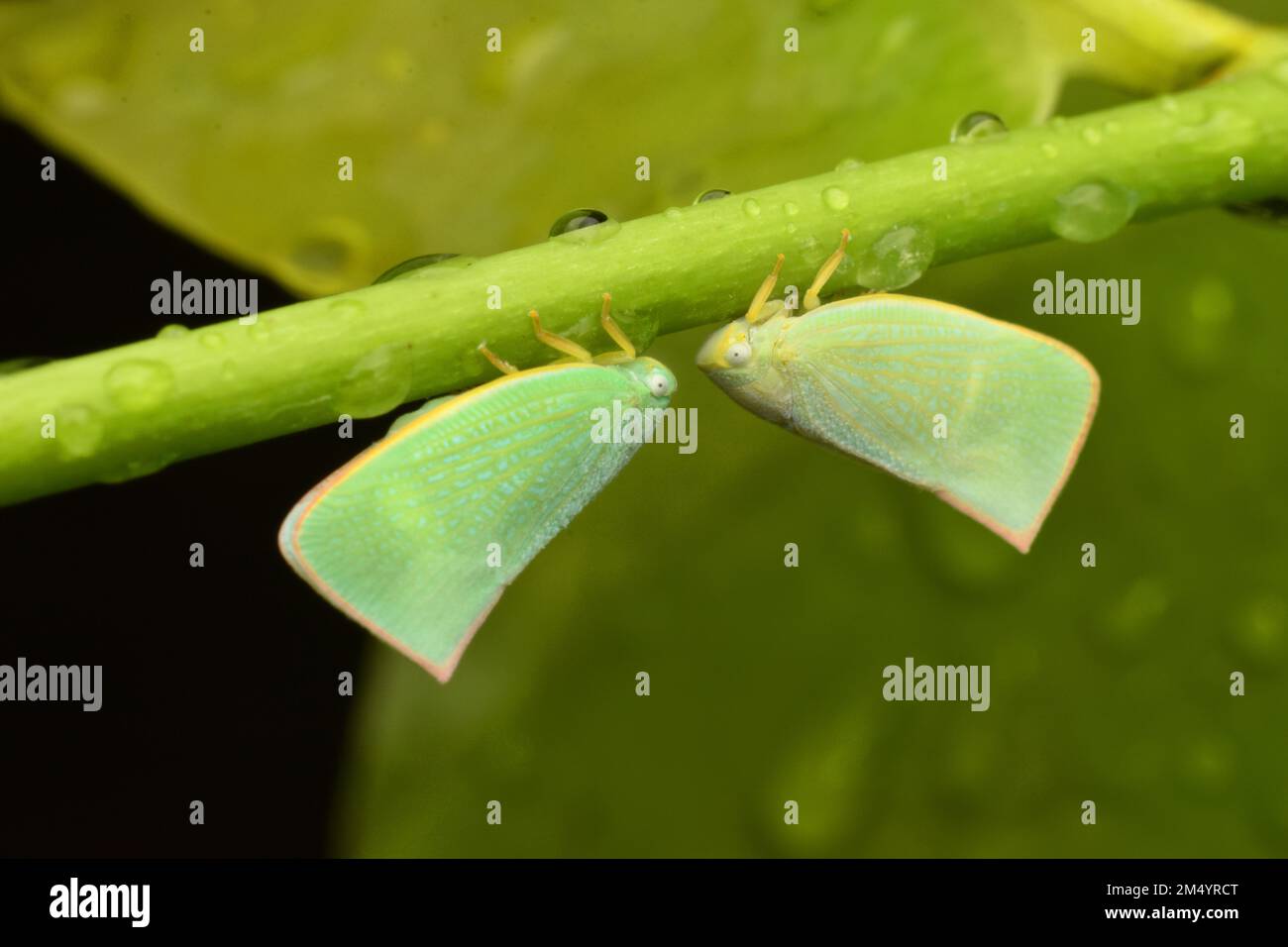 Close up photo of a pair planthopper resting face to face. Stock Photo