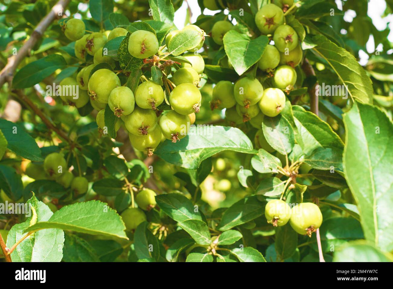Branches of a wild apple tree with fruits closeup Stock Photo Alamy