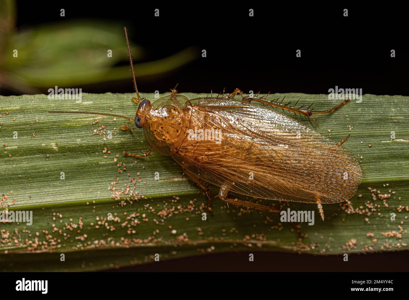 Adult Wood Cockroach of the Family Ectobiidae Stock Photo