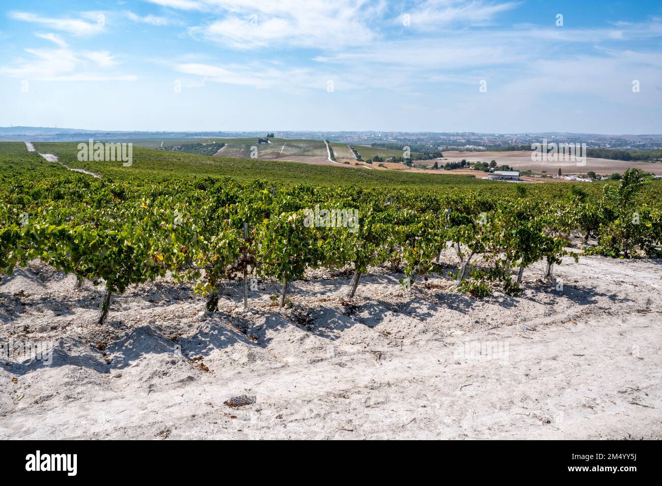 Rolling fields of vineyard growing grapes for sherry, Jerez de la Frontera, Spain Stock Photo