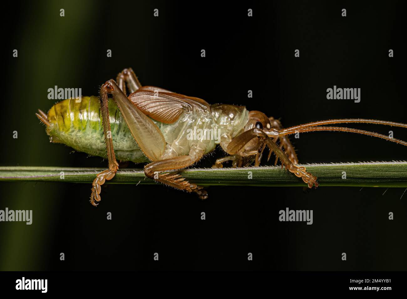 Raspy Cricket Nymph of the Family Gryllacrididae Stock Photo