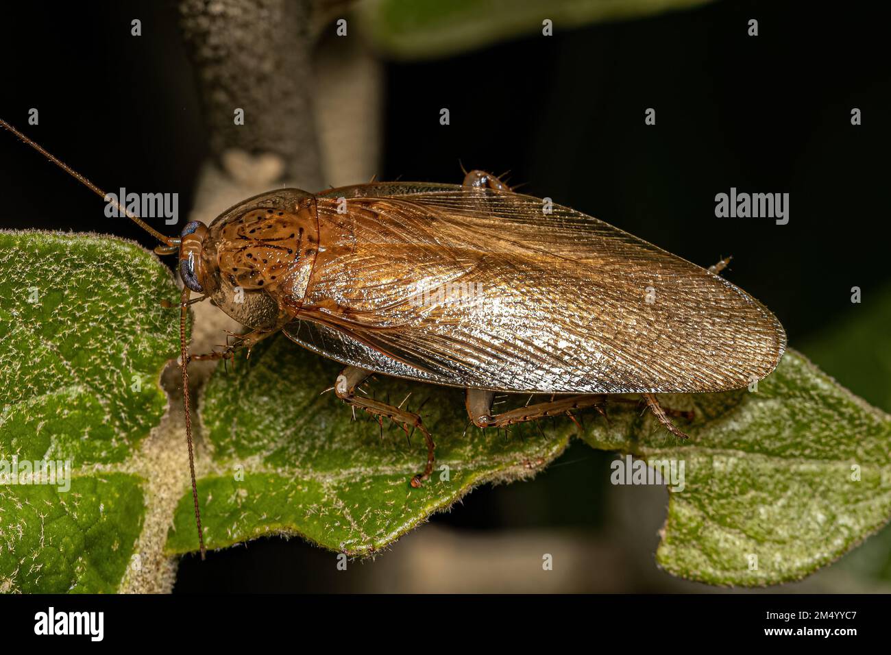 Adult Wood Cockroach of the Family Ectobiidae Stock Photo