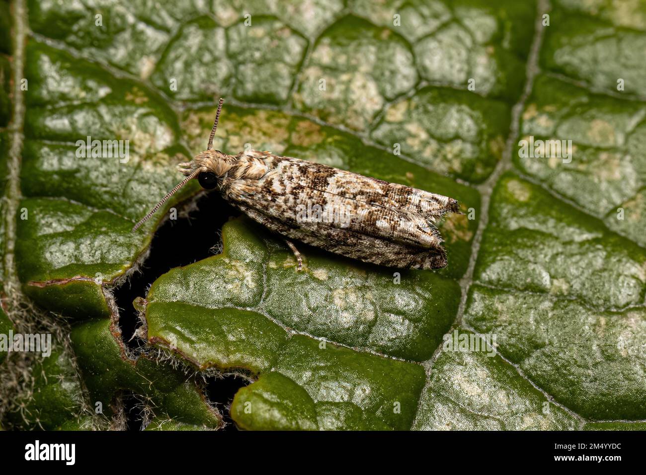 Adult Tortricid Leafroller Moth of the Family Tortricidae Stock Photo