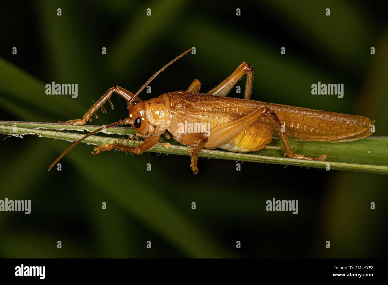 Adult Raspy Cricket of the Family Gryllacrididae Stock Photo