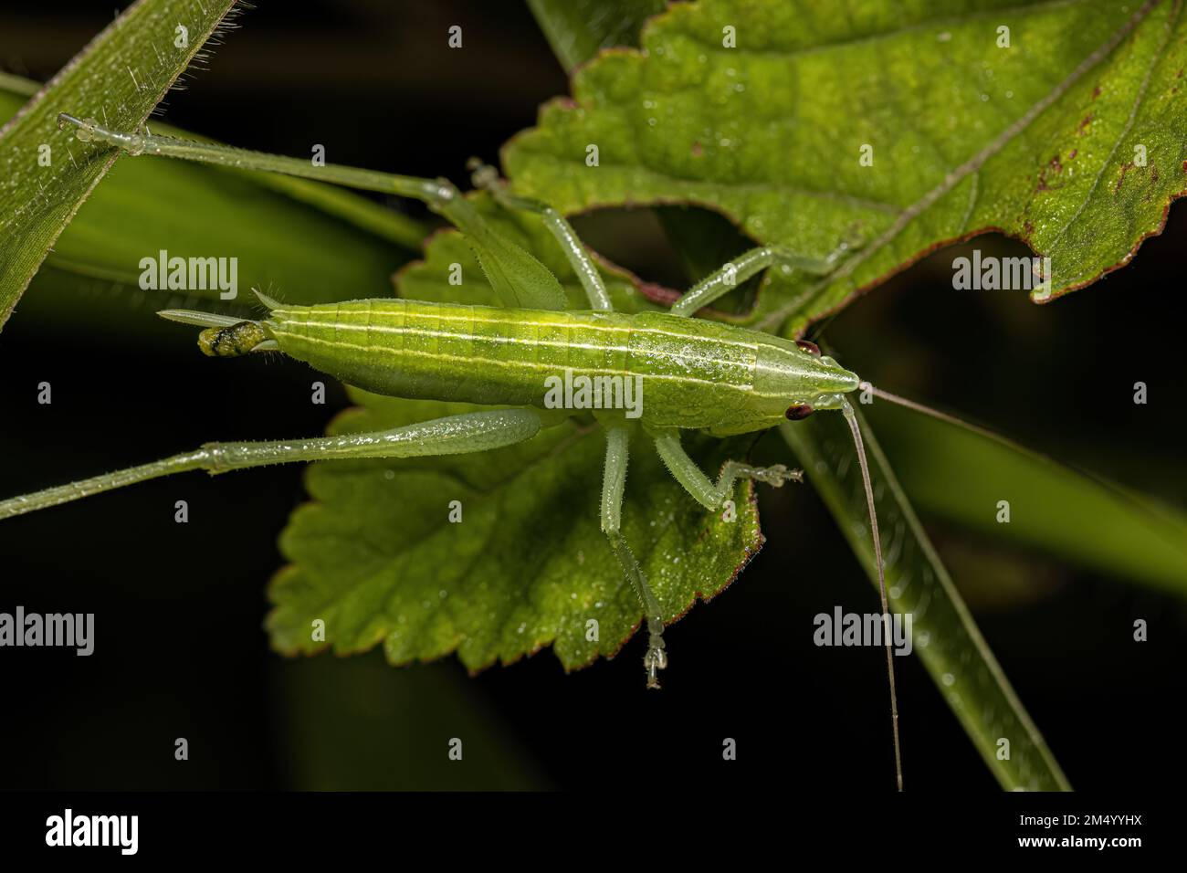 Common Conehead Nymph of the Genus Neoconocephalus Stock Photo Alamy