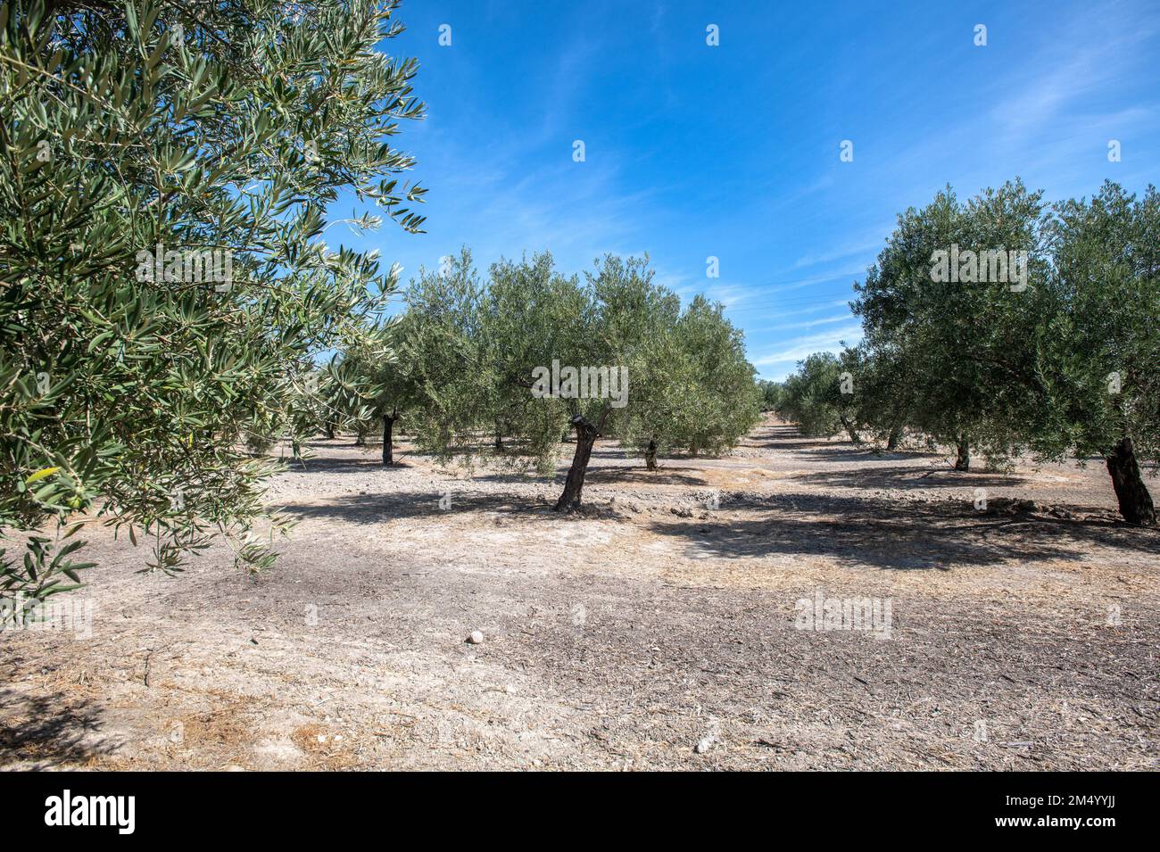Olive oil process, Province of Jaen region (largest producer of olive