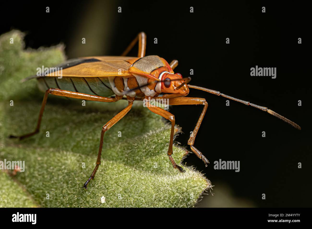 Adult Cotton Stainer Bug of the Genus Dysdercus Stock Photo - Alamy