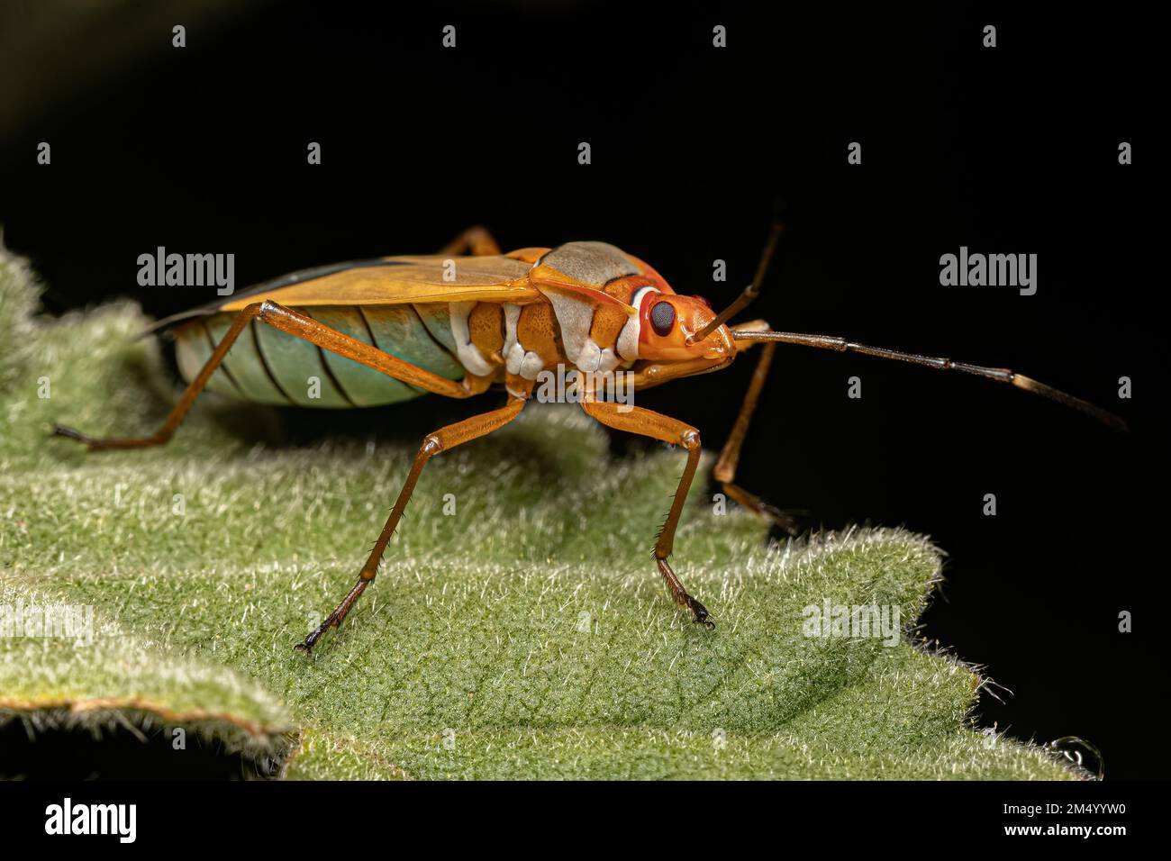 Adult Cotton Stainer Bug of the Genus Dysdercus Stock Photo Alamy