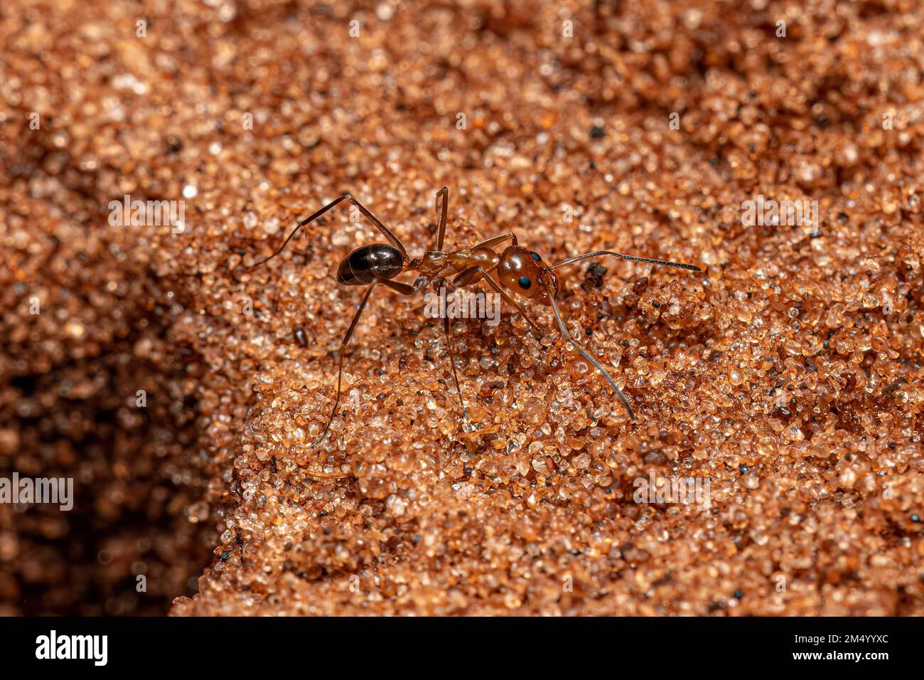 Adult Pyramid Ants of the Genus Dorymyrmex Stock Photo Alamy