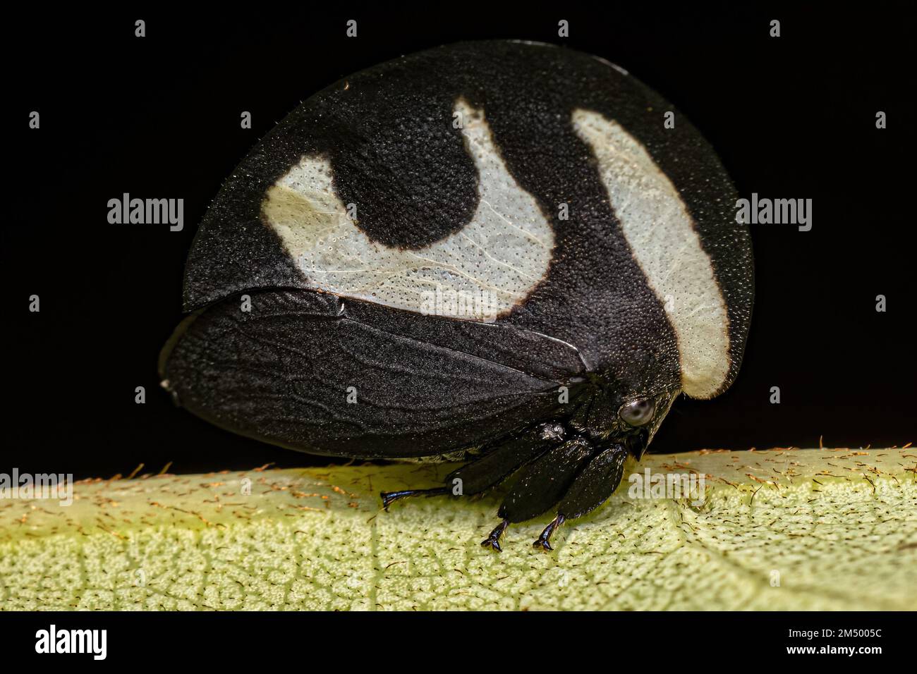 Adult Black and white Treehopper of the species Membracis