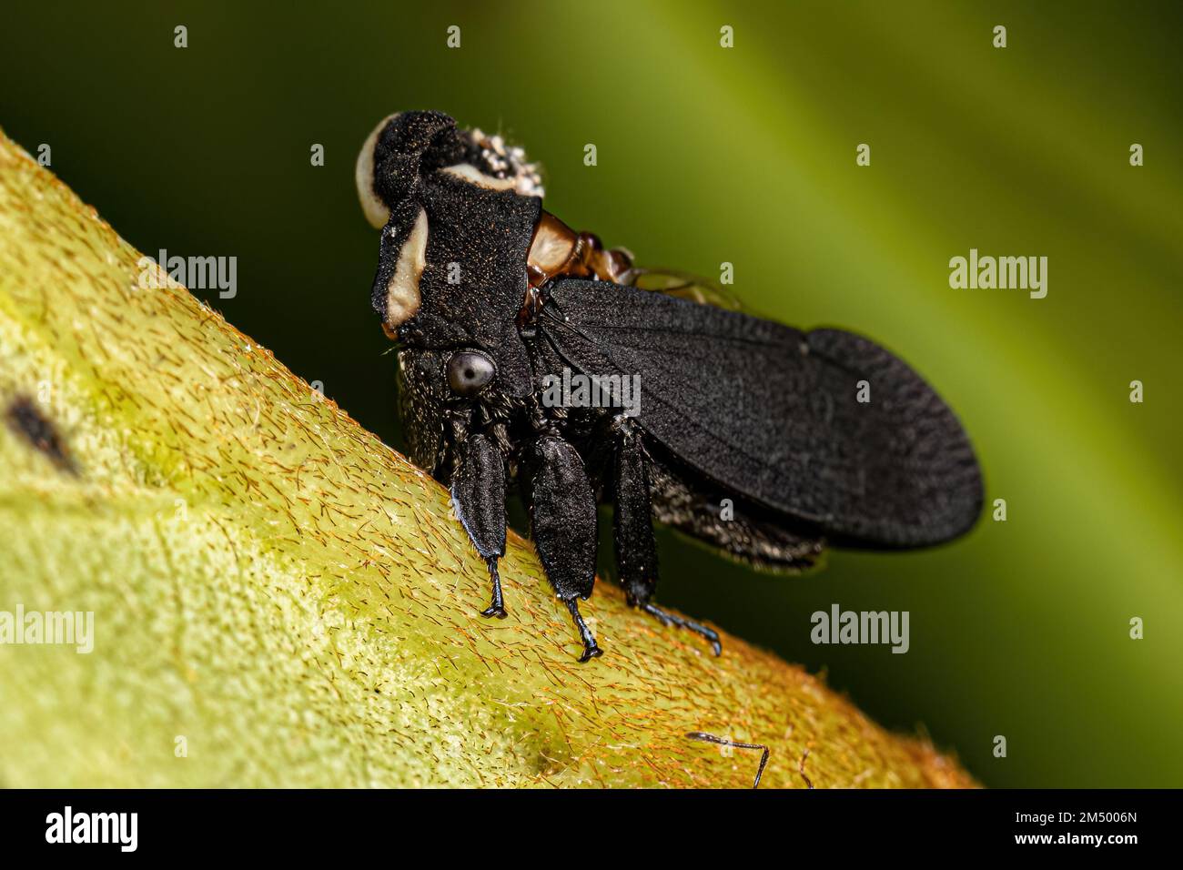 Adult Blackandwhite Treehopper of the genus Membracis Stock Photo Alamy