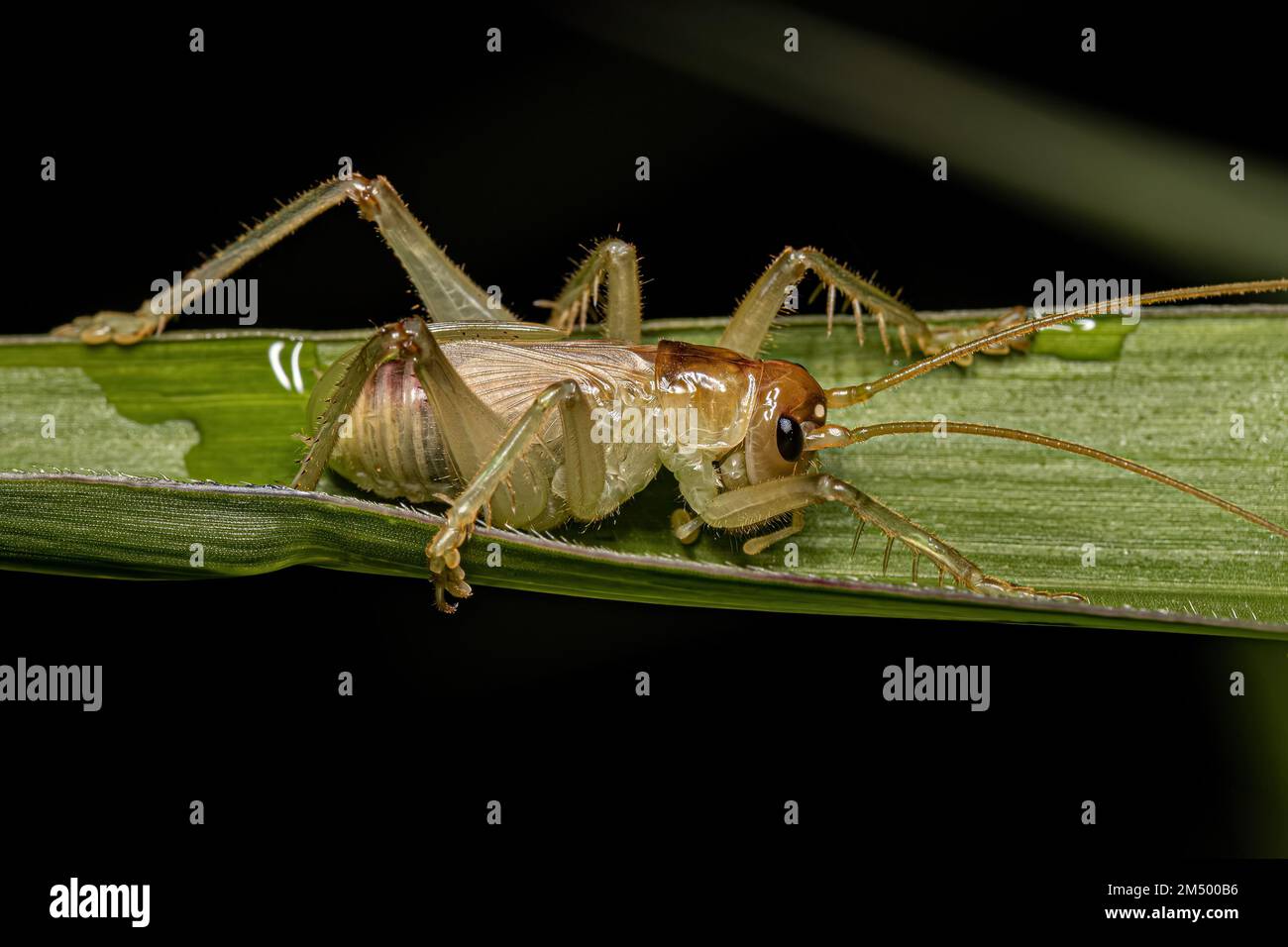 Male Raspy Cricket Nymph of the Family Gryllacrididae Stock Photo