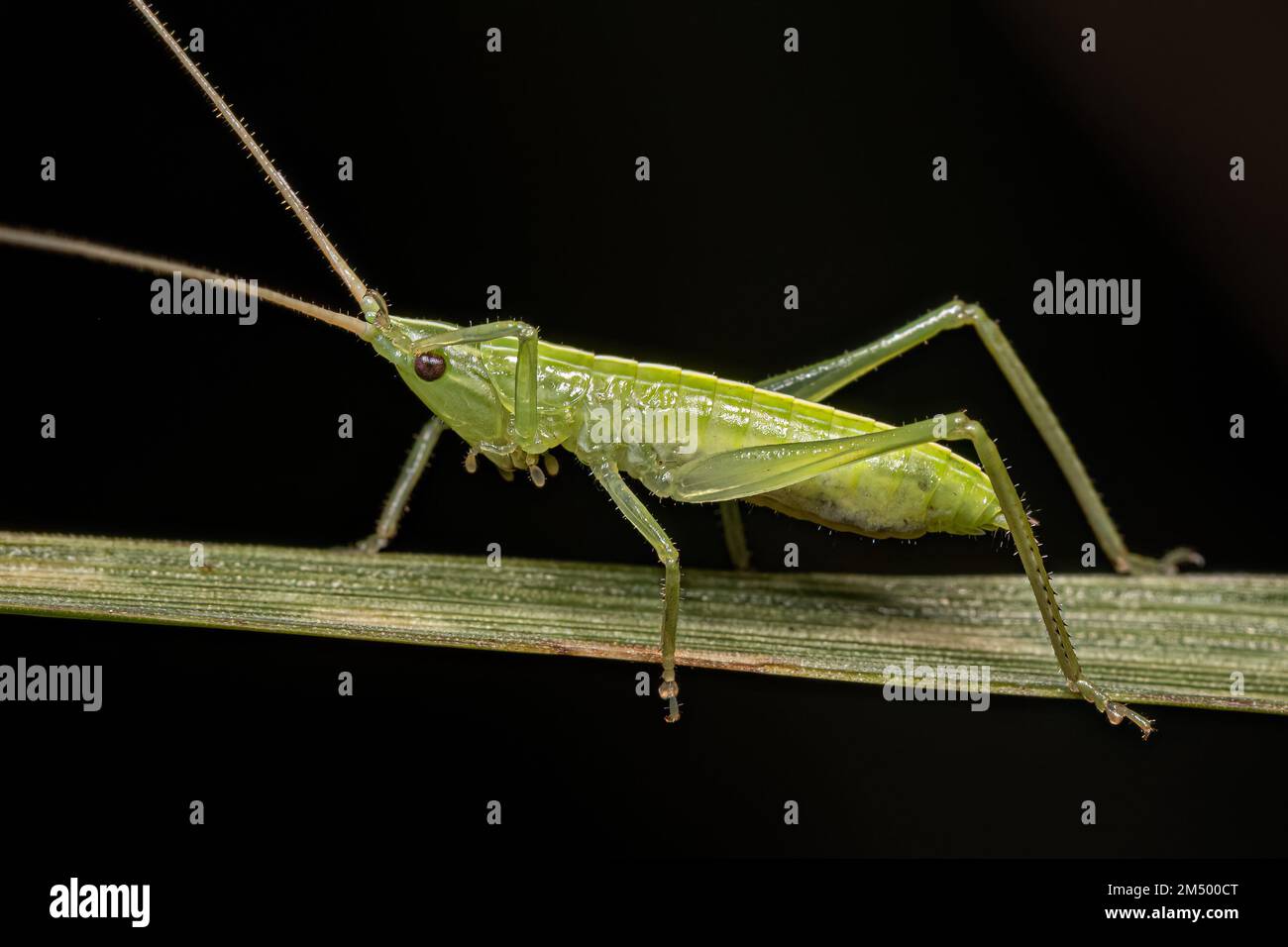 Common Conehead Nymph of the Tribe Copiphorini Stock Photo Alamy