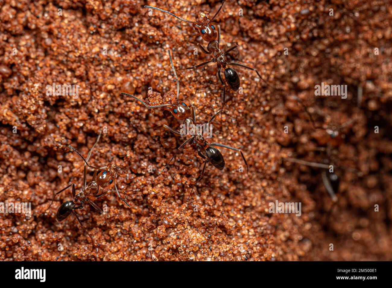 Adult Pyramid Ants of the Genus Dorymyrmex Stock Photo Alamy