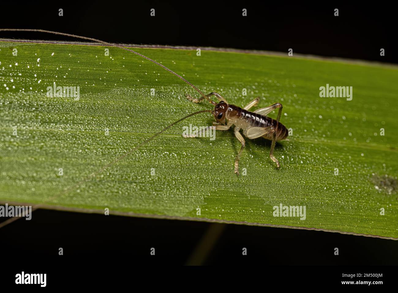 Raspy Cricket Nymph of the Family Gryllacrididae Stock Photo