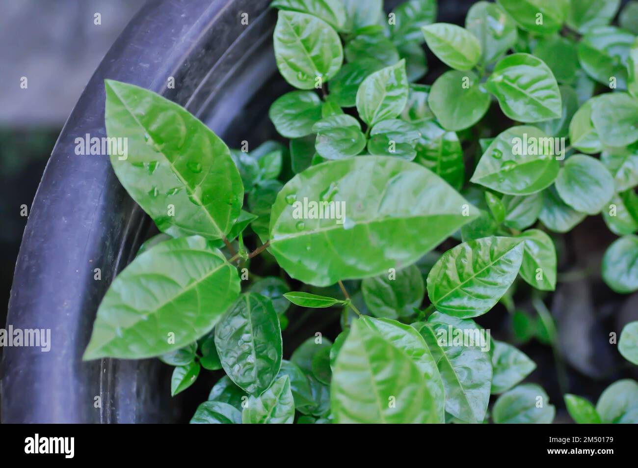 passion fruit plant, Passiflora edulis or Passionfruit or Maracuja plant Stock Photo