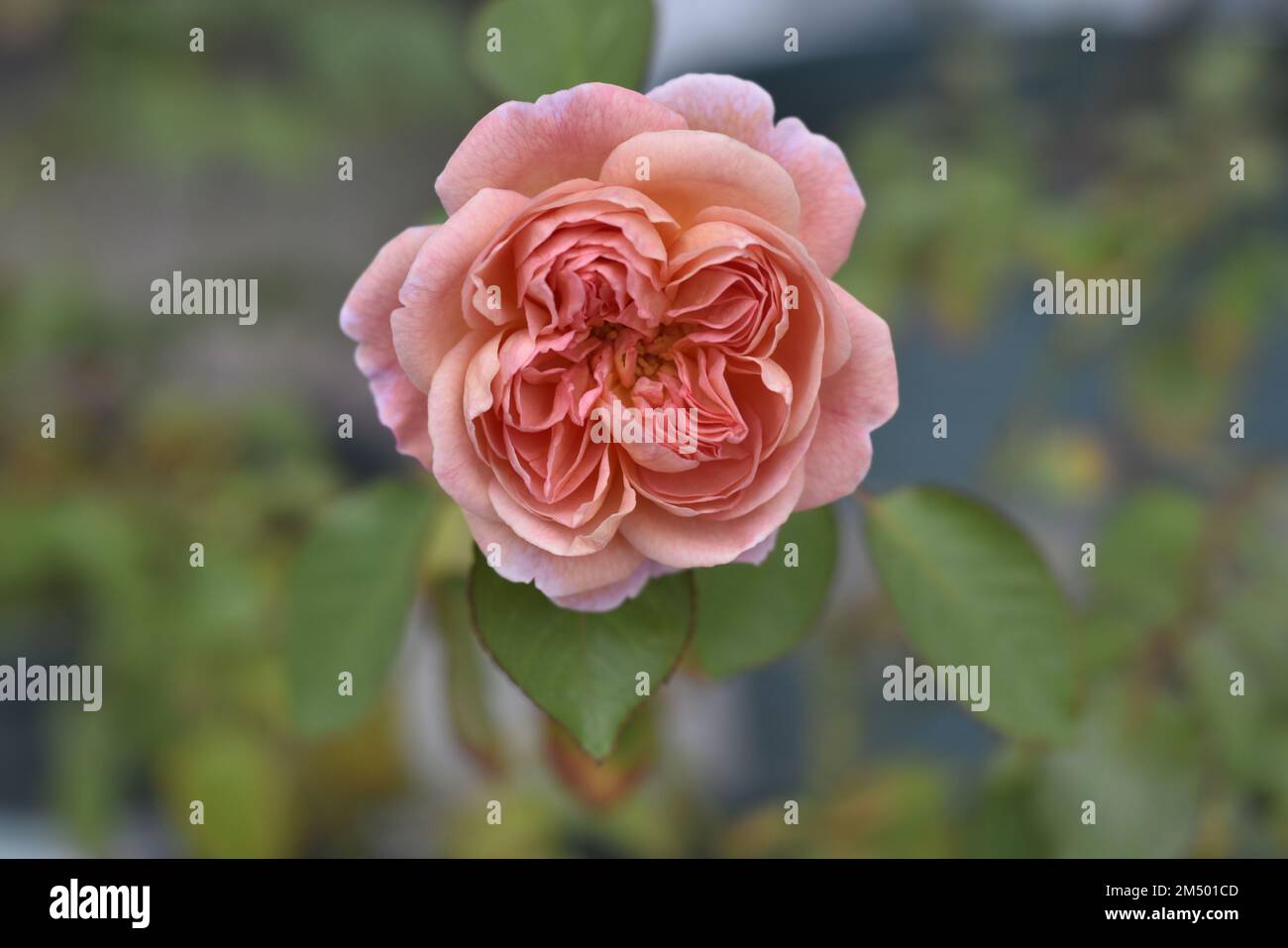 The vertical macro shot of a pink Garden rose blooming in the greenery ...