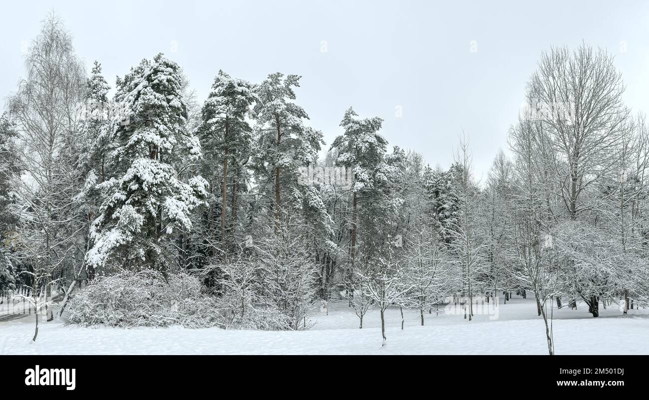 winter park panorama with trees covered by snow on frosty day Stock ...
