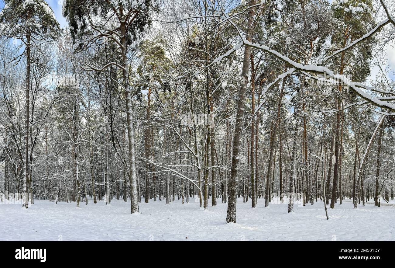 snow-covered park trees in sunny winter day. panoramic landscape. Stock Photo