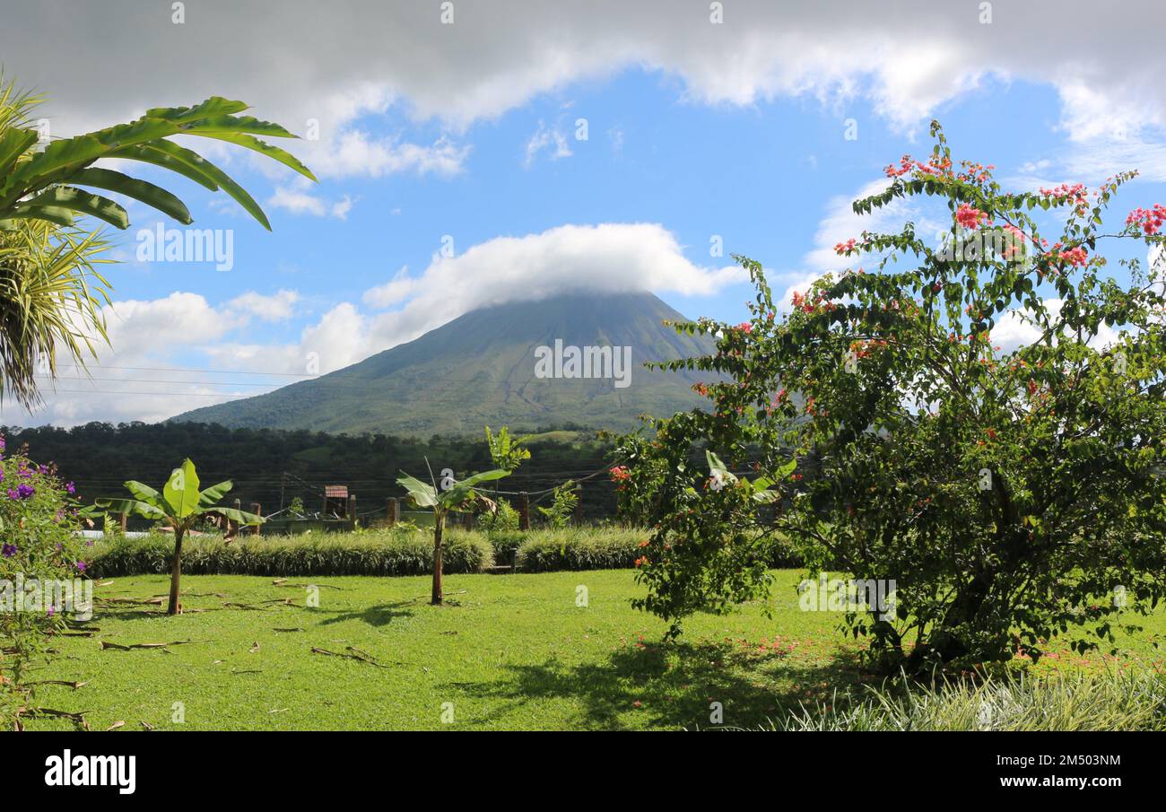A beautiful green field with fresh greenery and volcanic mountain in ...