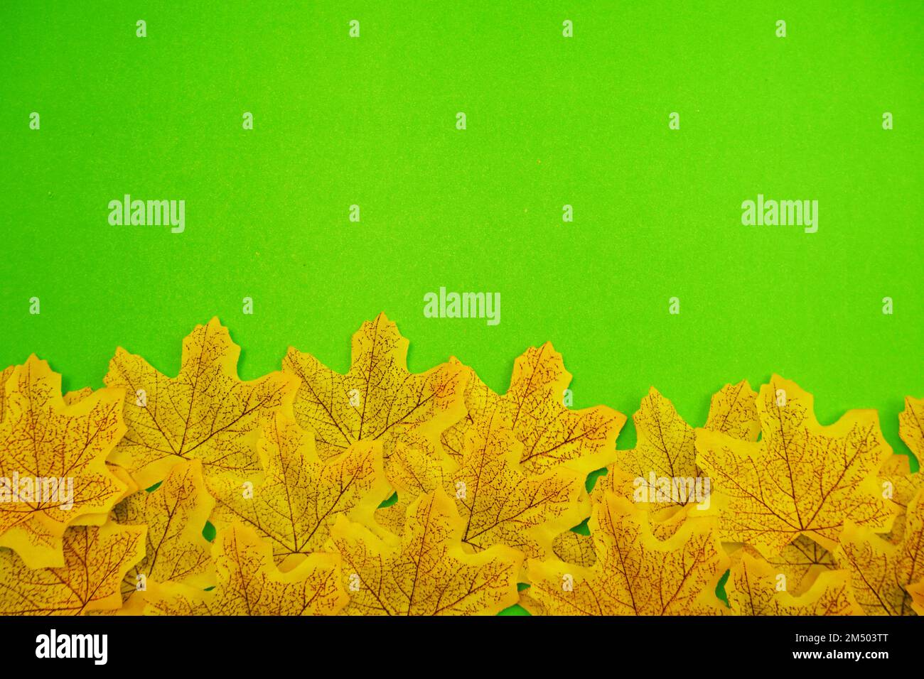 Yellow Maple Leaf on green background Stock Photo - Alamy