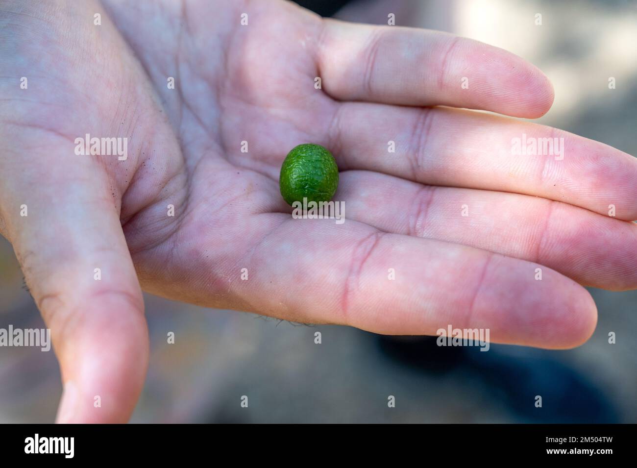 Olive oil process, Province of Jaen region (largest producer of olive