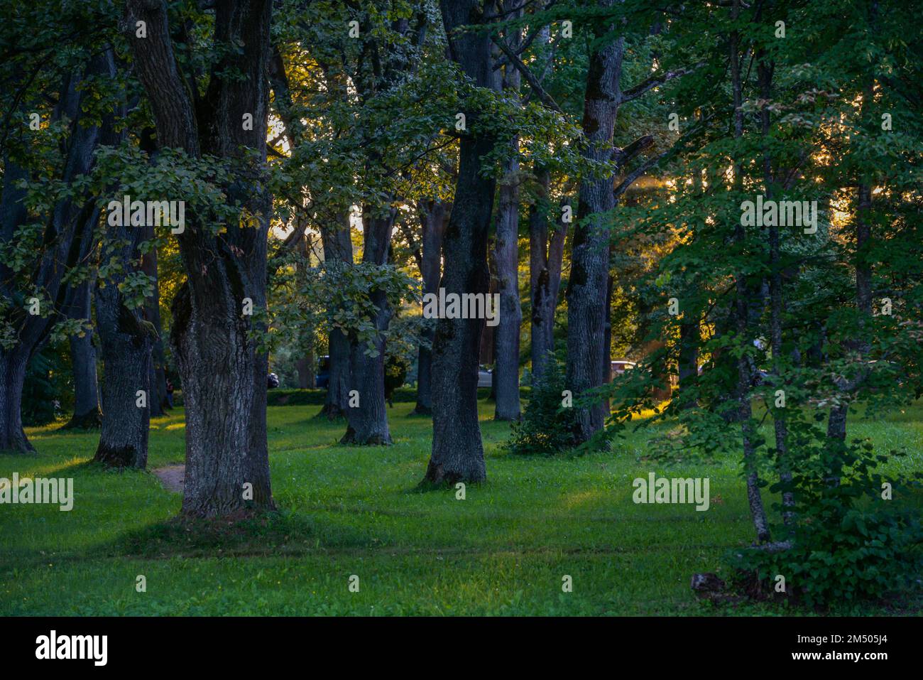 A beautiful park with lush green trees and sun rays behind the branches ...