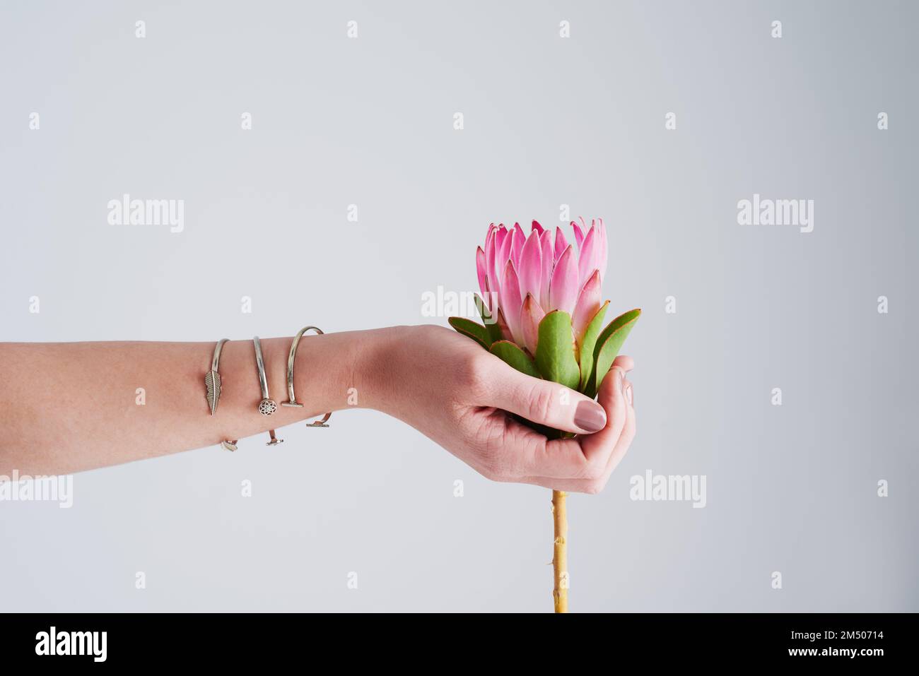 This flower symbolizes diversity, courage and strength. Studio shot of