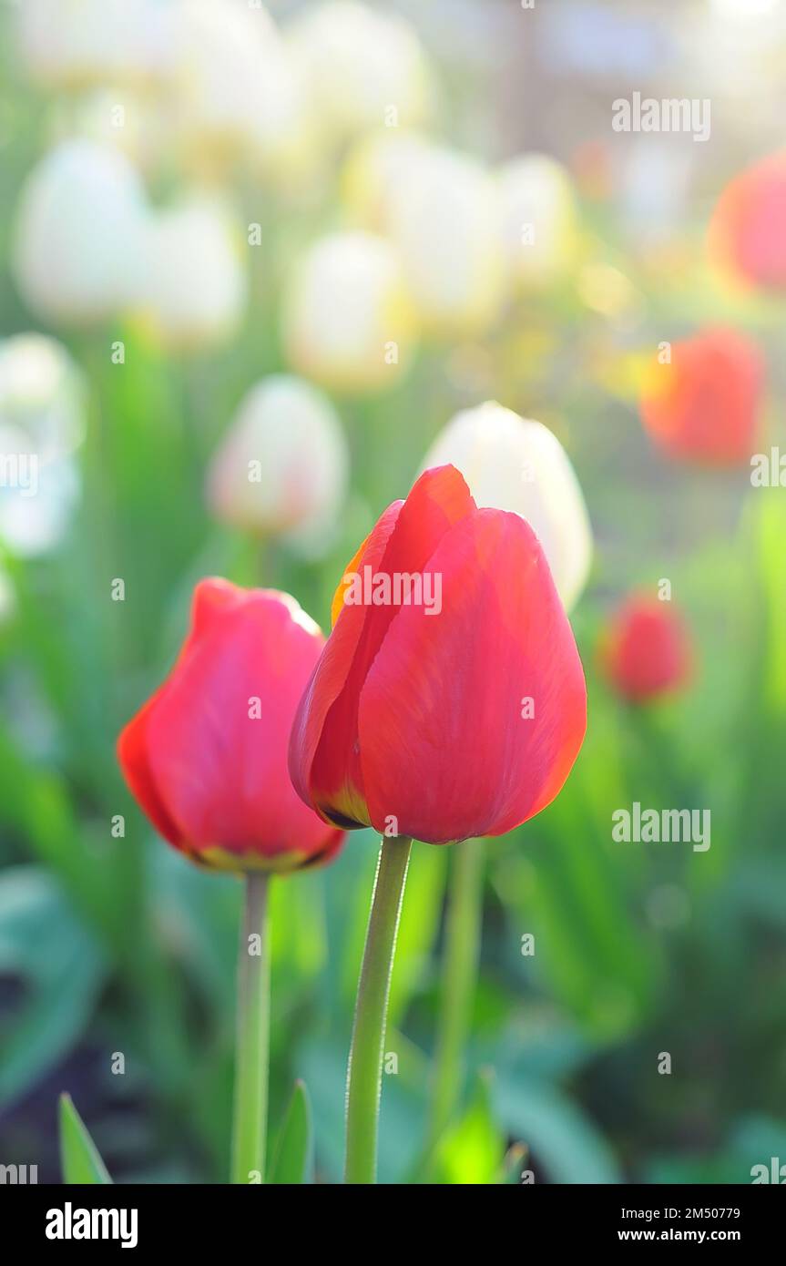 Pink tulips in bloom on a background of blurred white tulips, bokeh Stock Photo